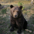 Zarnesti Bear Sanctuary