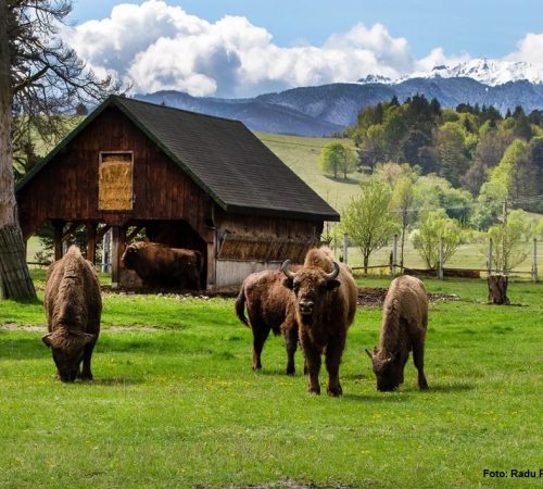 Vama-Buzaului-Rezervatia-Valea-Zimbrilor-foto-Radu-Pescaru